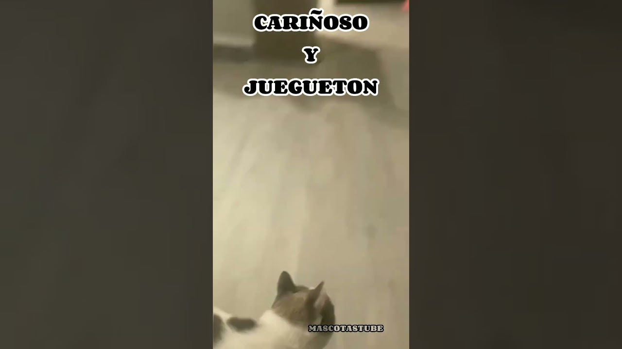 #GATO #MANX #gatomanx #mascotas #shorts #gatitos #gatito #michis