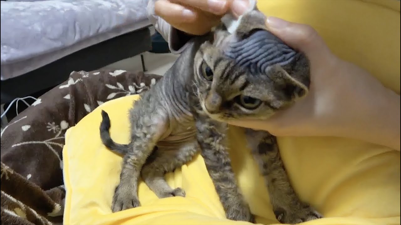 デボンレックス猫兄弟の耳掃除をしました。(Cleaning of ears of Devon Rex cats)