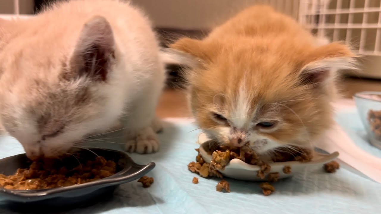 ブルドーザー並みの食い散らかしを見せる子猫がこうなりました。 #35