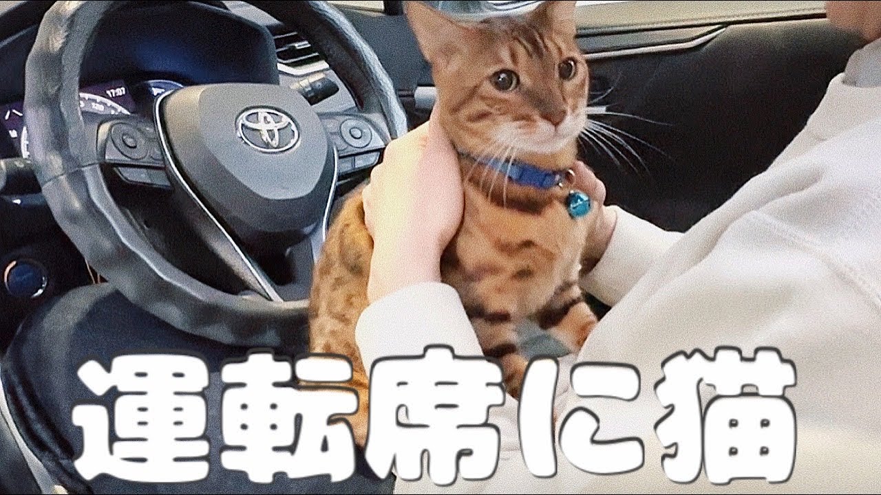 病院から一刻も早く帰りたくて運転席に着席する猫さん