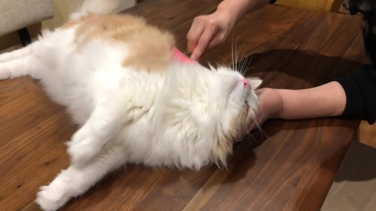 【歓迎】ばあばが遊びにきたよ〜！！大喜びなもふ猫たち❤︎ノルウェージャンフォレストキャットとターキッシュアンゴラ