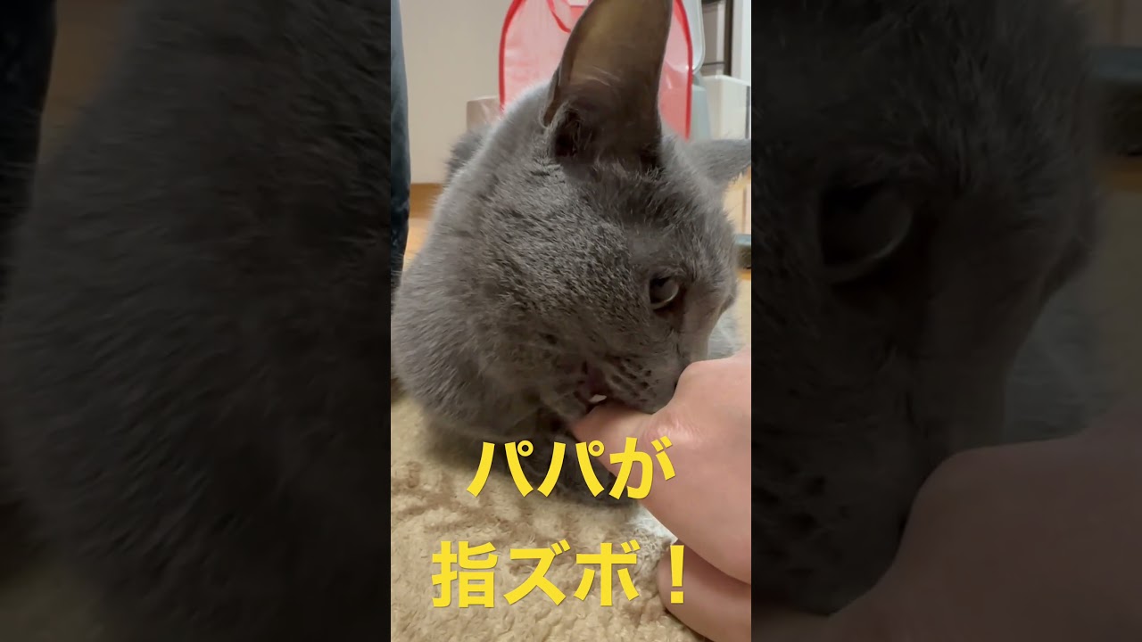 パパに指ズボされちゃう猫（ロシアンブルー）#shorts