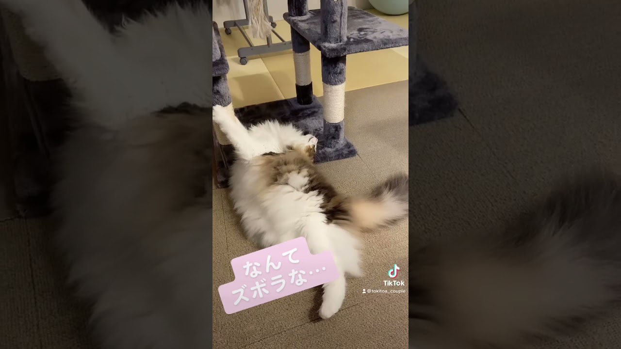 他の子もこんな感じですか？？😂 #cat #ノルウェージャンフォレストキャット #cute #クイン