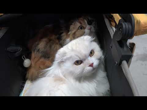 デボンレックスの耳は「ビールジョッキの持ち手」だ👂🍺