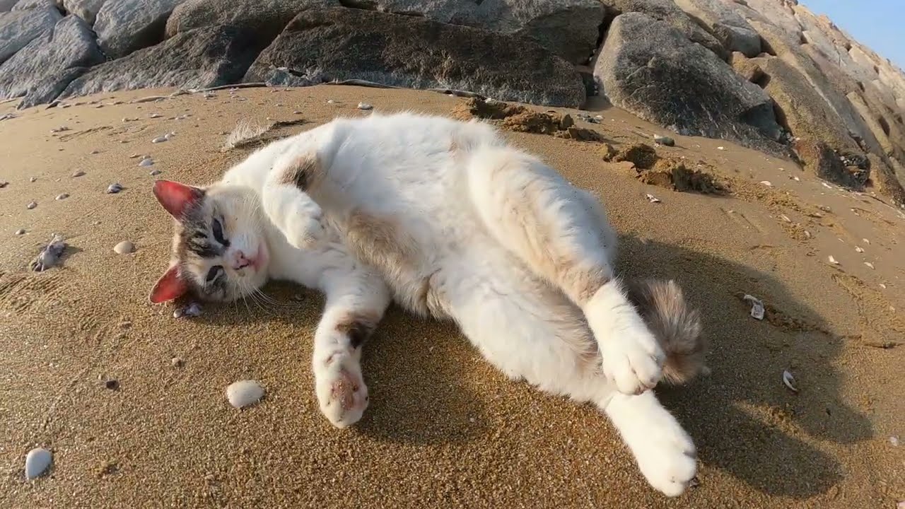 岩の隙間で暮らすシャムミックス猫が砂浜に出てきてゴロゴロする