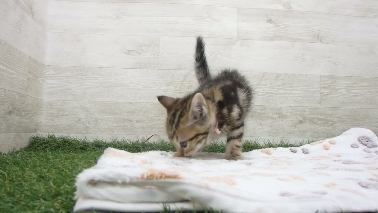 Coo&RIKU　No00626334 アメリカンショートヘアー