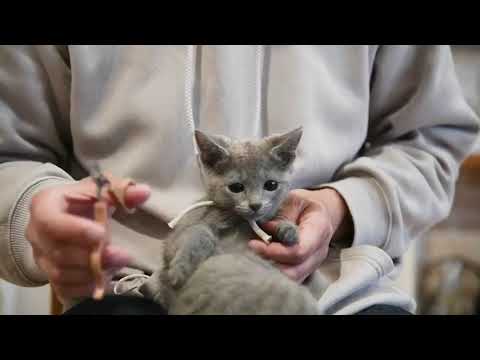 ロシアンブルー ブルーの女の子♡