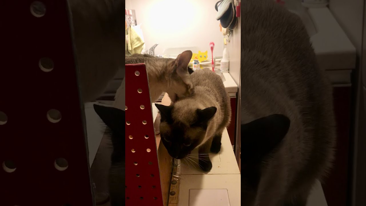 ごはん待ちの間にたぬき猫をペロペロしちゃうシンガプーラなのにゃ♪