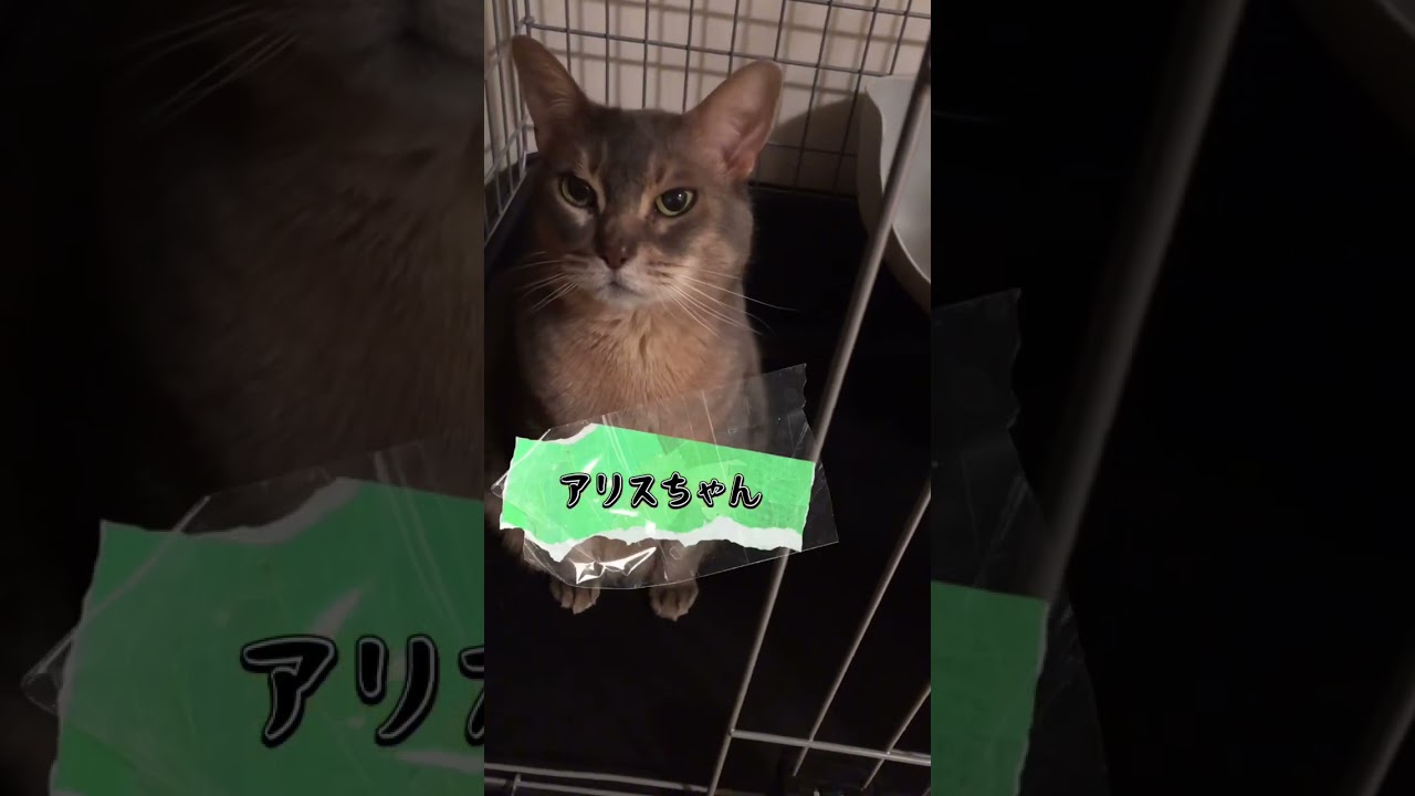 12歳のアリスちゃん #shorts #猫動画 #アビシニアン #cat #まな猫