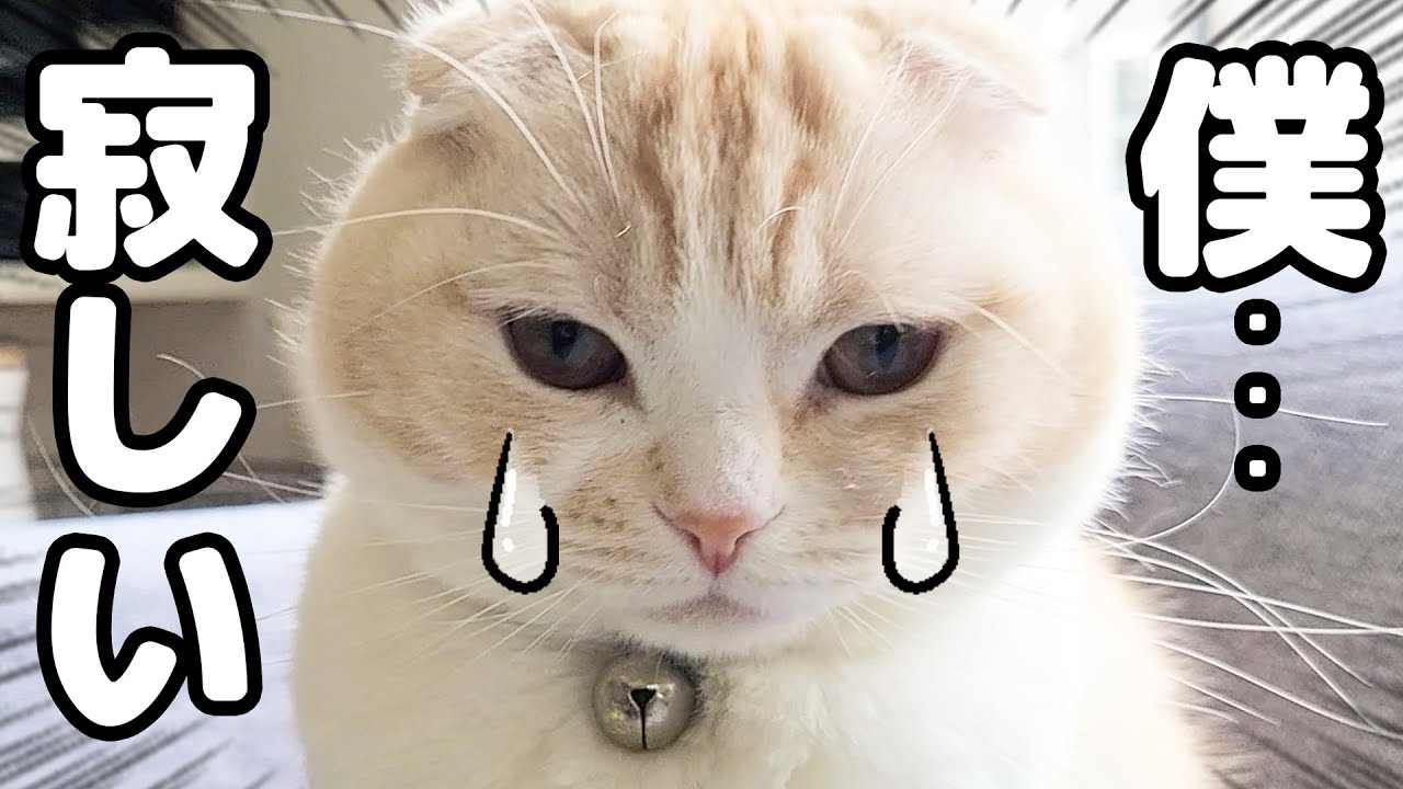 仕事に行こうとすると子猫と犬がついてこようとこうなりました...