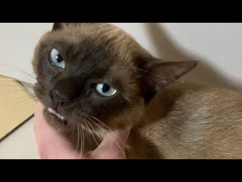 トンキニーズ 【2023/04/03】