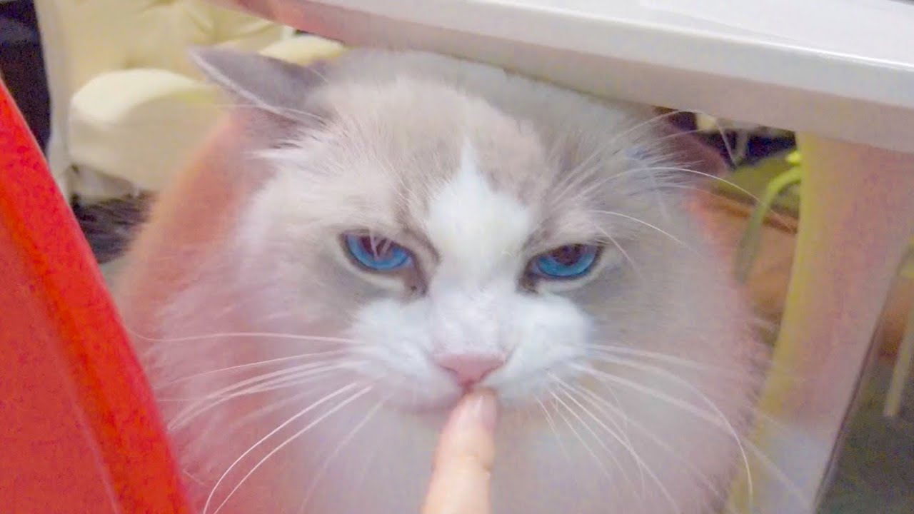 かわいい猫と遊んだら怒らせてしまう失態に…【ラグドール】