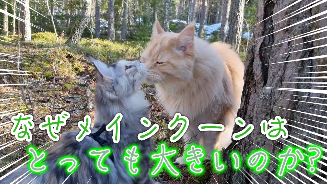 【解説&予想】なぜメインクーンはとっても大きいのか？【猫】