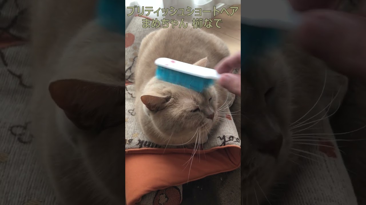 ブリティッシュショートヘア 飼い猫まめちゃん 櫛なで #Shorts