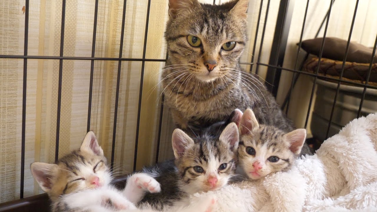 【子猫】５匹の親子猫達がグルーミングをする姿が可愛すぎた