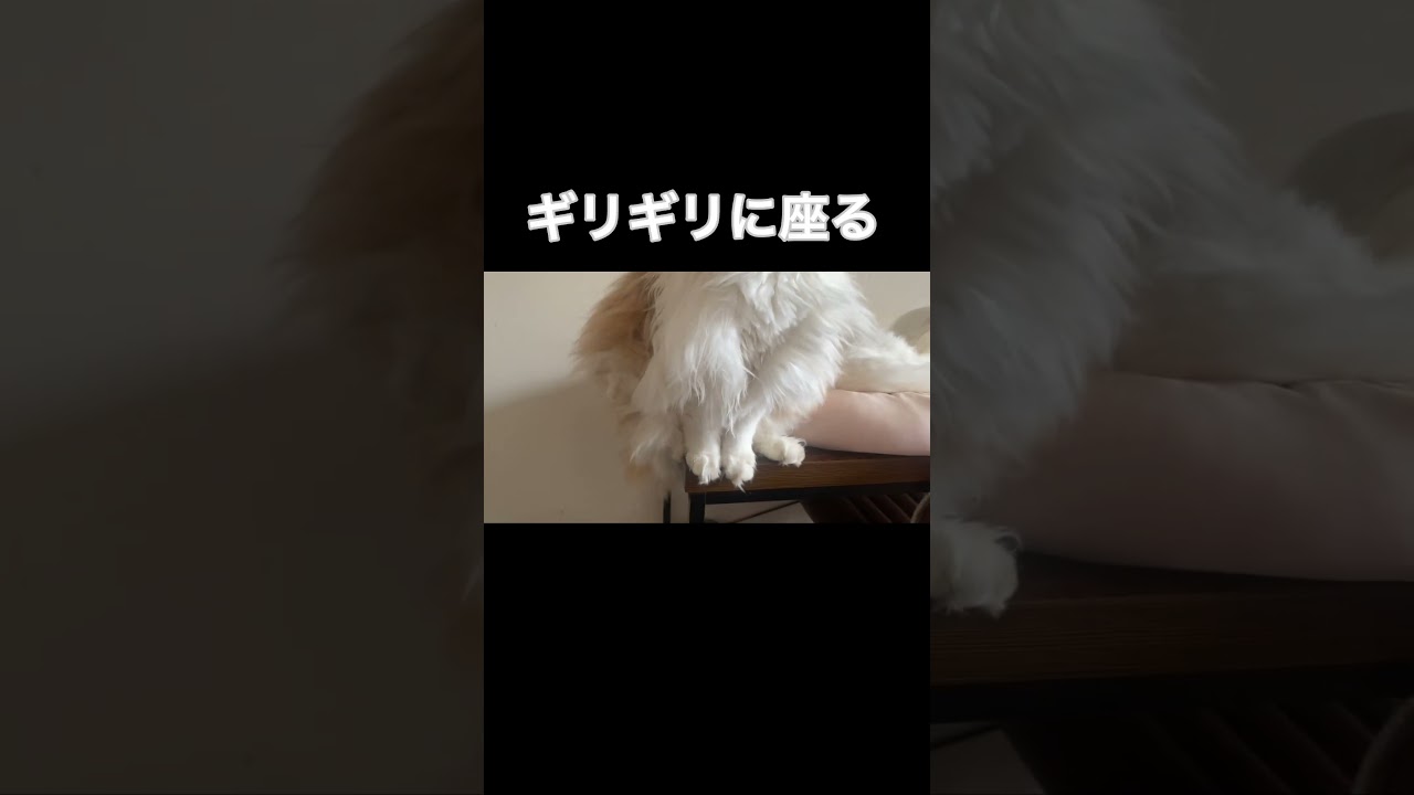ギリギリを攻める猫#short #shorts #ノルウェージャンフォレストキャット #猫#ギリギリ