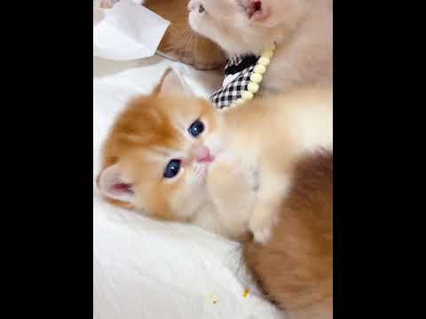 ブリティッシュショートヘア ゴールデンの女の子。