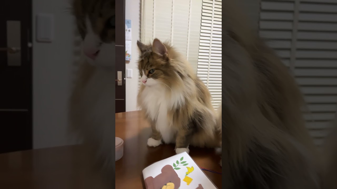 💋#shortsvideo #ノルウェージャンフォレストキャット #cats #猫 #cat #かわいい #猫動画 #大型猫#shorts #かわいい猫