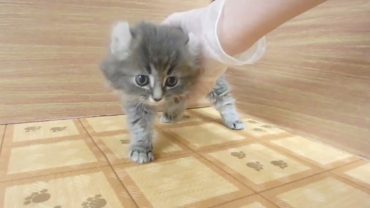 Coo&RIKU　No00627037 アメリカンカール