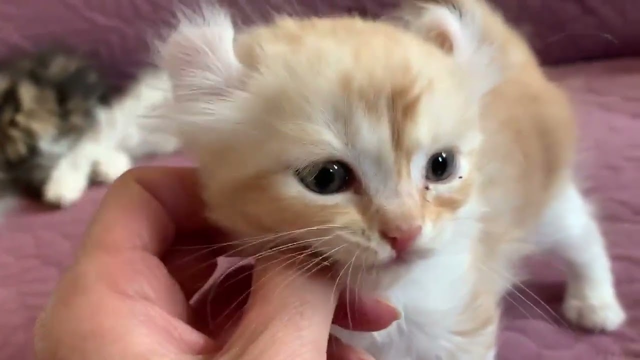 アメリカンカール 優しいオレンジ色の甘えん坊❤️綺麗なカール耳 レッドタビー&ホワイト（ふわもこ 柔らかな長毛）