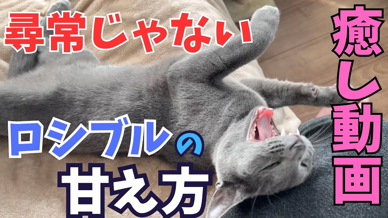 【癒されすぎ注意】ロシアンブルーの甘え方が尋常じゃありません...