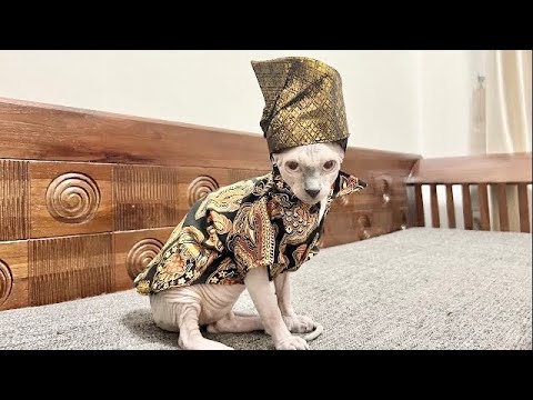 ハリラヤ衣装を着た子猫が可愛すぎる【スフィンクス猫】