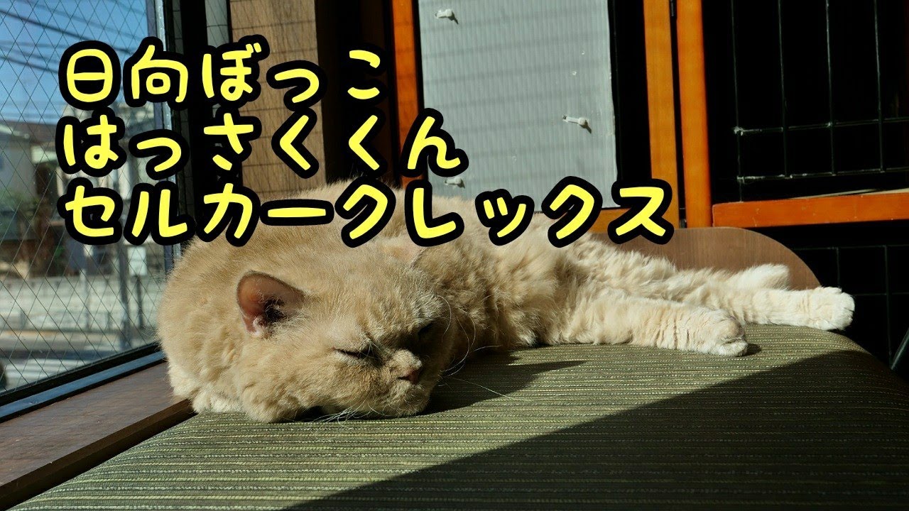 お手入れしながら日向ぼっこするセルカークレックスのはっさくくん  4K60p わんにゃんカフェNeoNeo