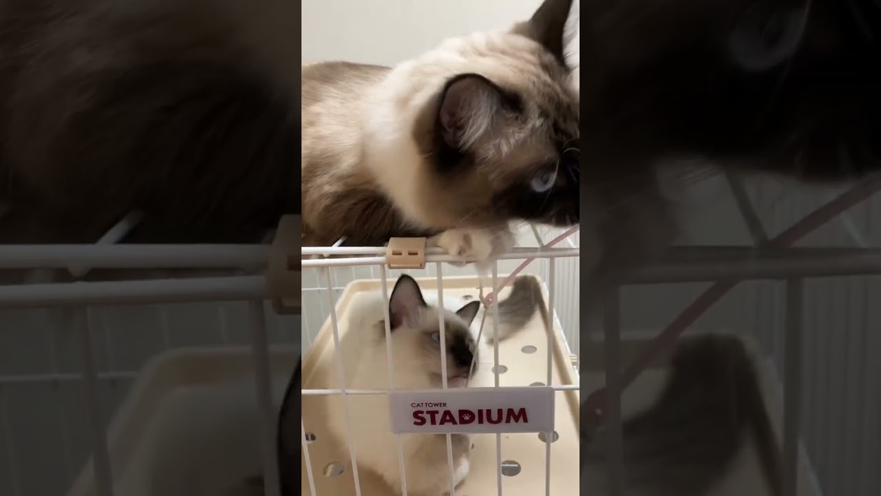 ラグドールのたぬきみたいな猫達におもちゃを奪われそうになる　#ラグドール #ragdoll