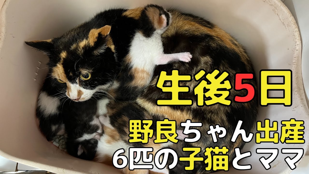 【生後5日】6匹の子猫とママ