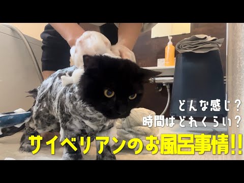 サイベリアンのお風呂はこんな感じです！！