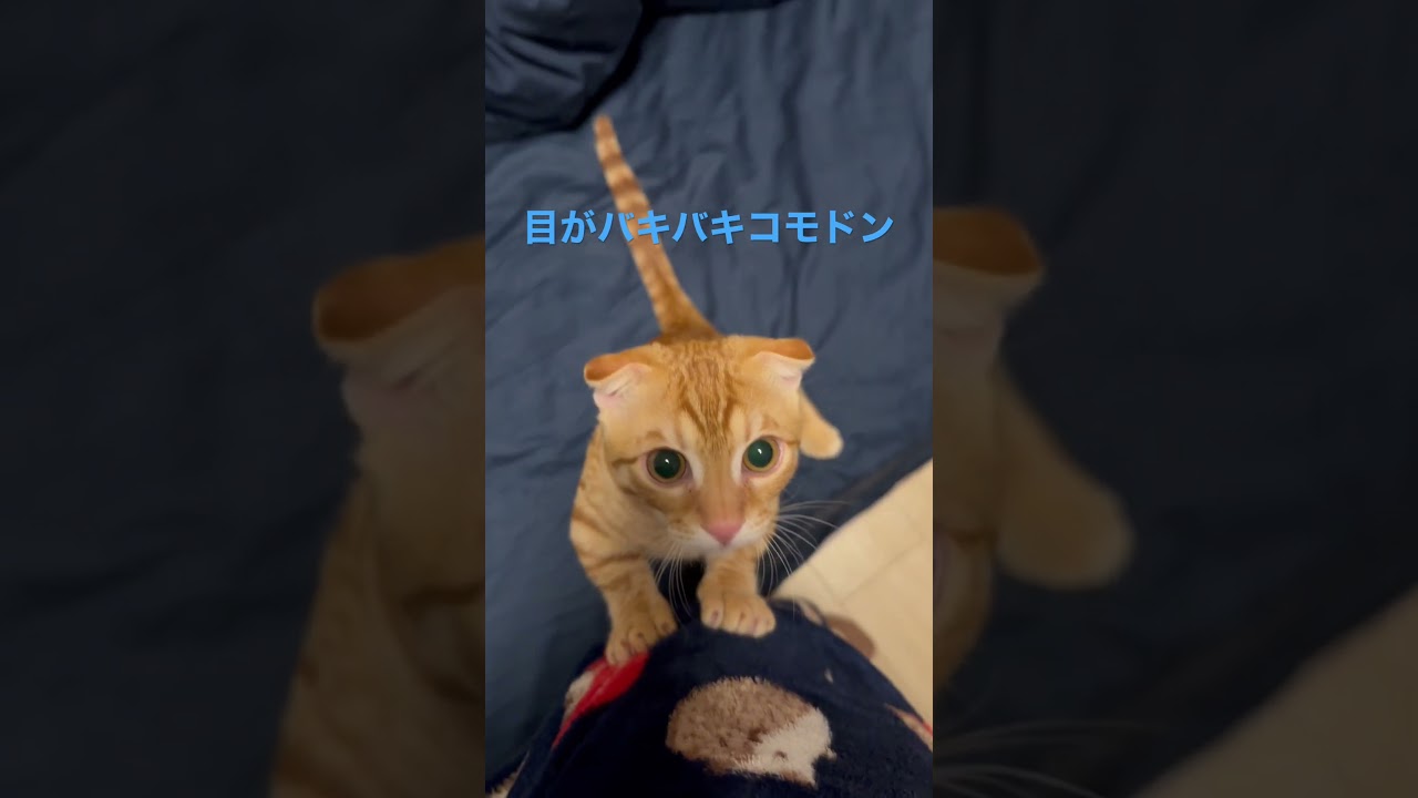 だれにも止められない〜🐆 #キンカロー #cat #猫 #cute #子猫 #kitten #猫のいる暮らし #cutecat #catlover #funnycat