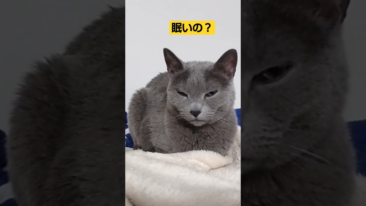眠いのに必死で起きてるはな #ロシアンブルー #猫 #cat