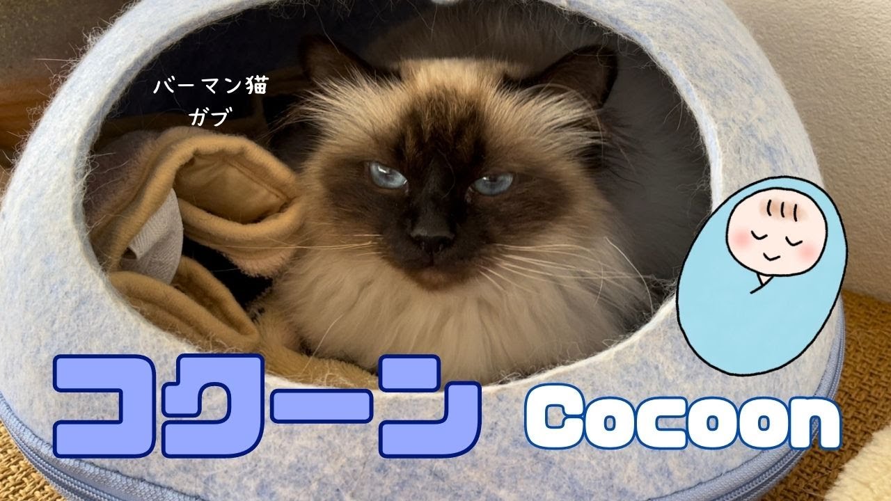 バーマン猫ガブ【コクーン】Cocoon（バーマン猫）Birman/Cat