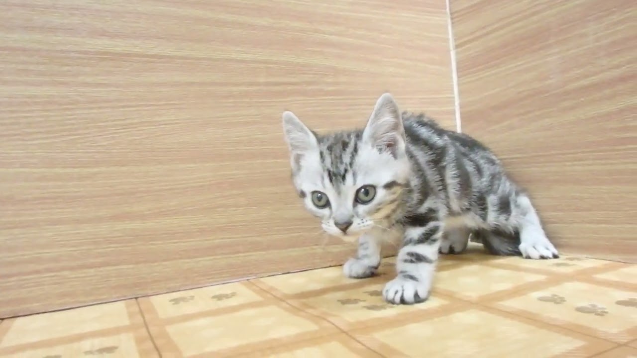 Coo&RIKU　No00627042 アメリカンショートヘアー