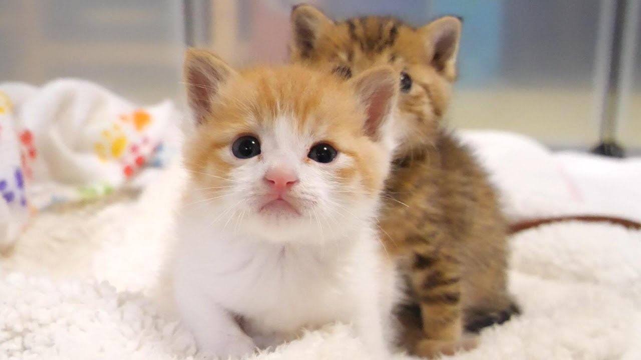 ふたりぼっちで保護された子猫は、不思議そうな顔でおじさんを見つめる【赤ちゃん猫　保護猫】