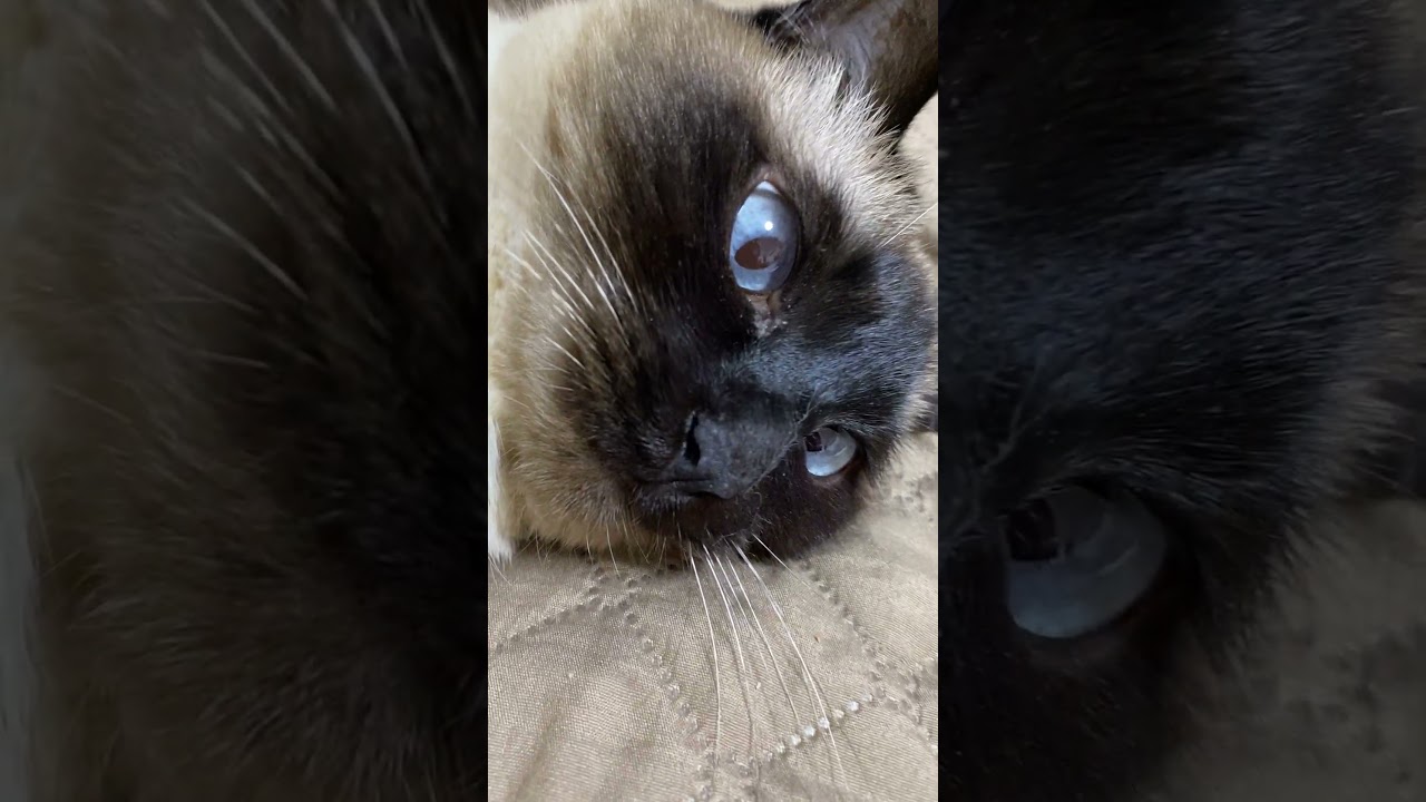 【2023.04.11】今日のシャム猫のふくさん（音無し）【たぬき猫】 #Shorts