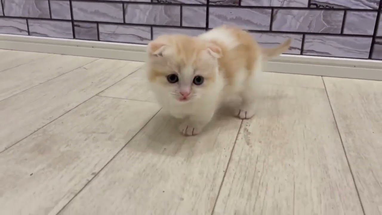 アビシニアン クリームタビー&ホワイト（ショート）の女の子。