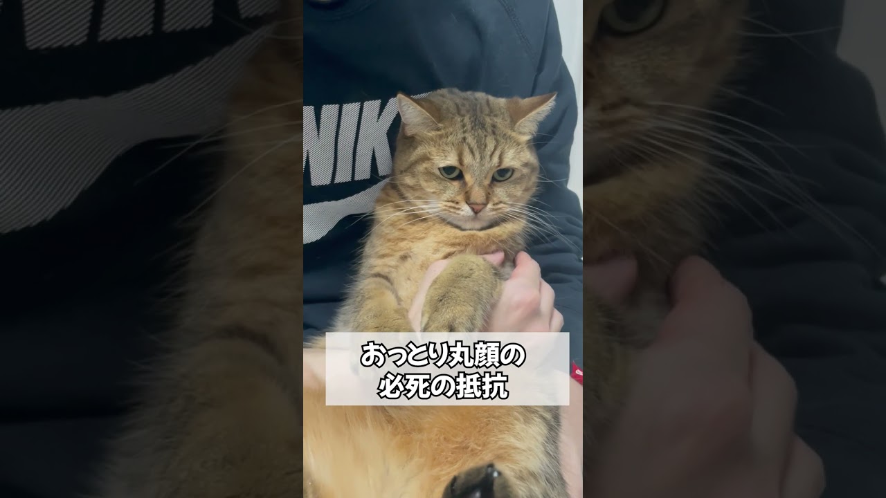 【噛みつき】普段絶対に怒らない猫がイライラしてる…　#shorts