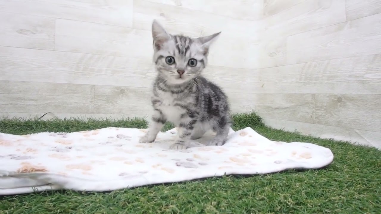 Coo&RIKU　No00626335 アメリカンショートヘアー