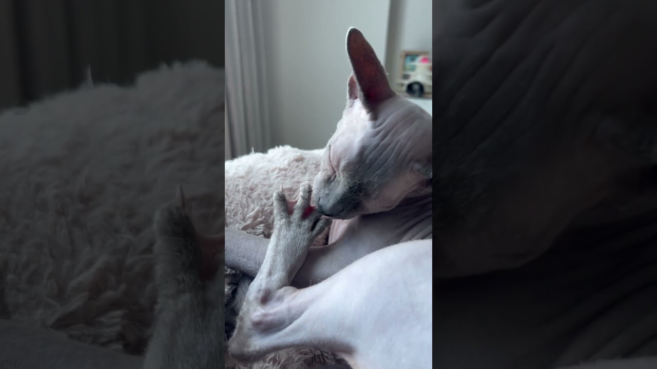 水かきのお手入れをする毛のない猫【スフィンクス猫】