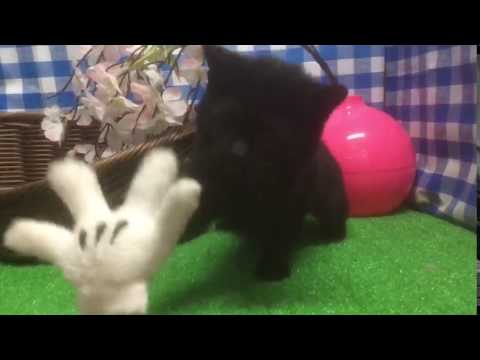 321927ボンベイ動画