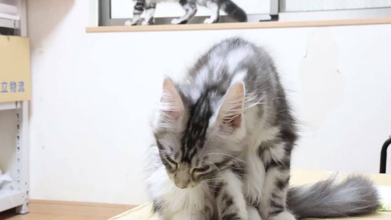 シルバーの天使メインクーン子猫イブちゃん