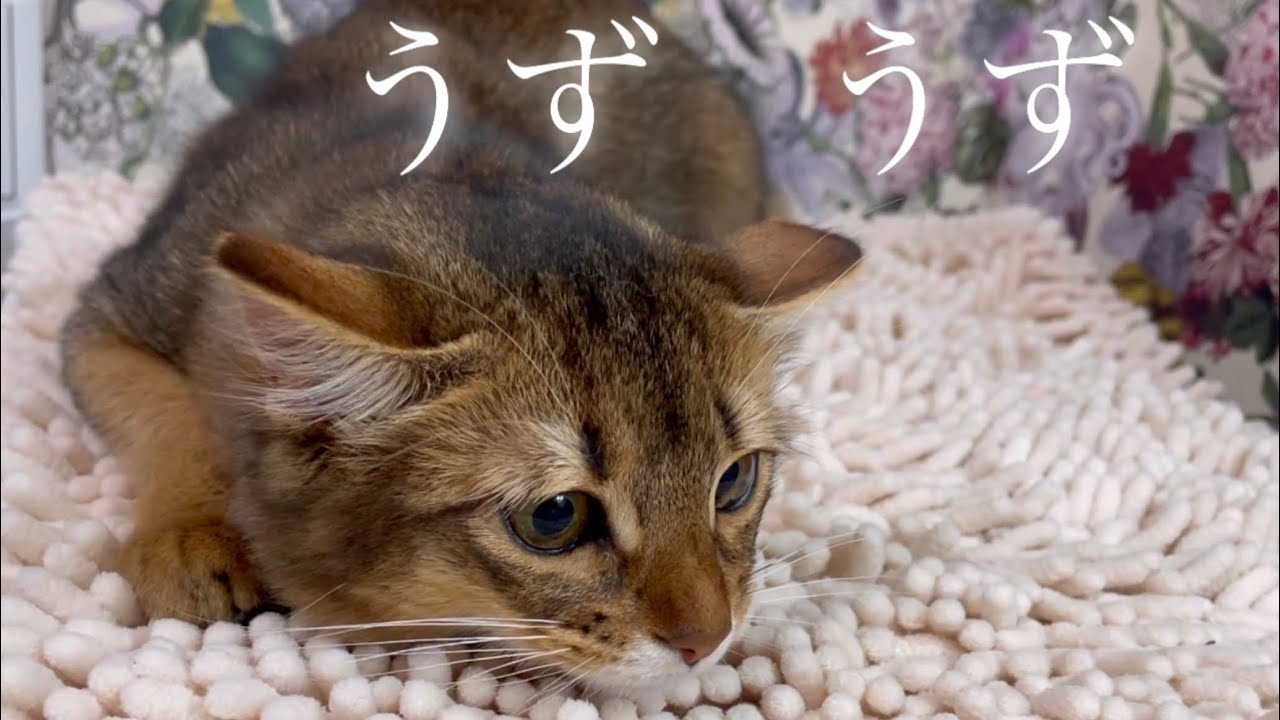 【猫のイカ耳/猫の睡眠】ゾーンに入ったソマリの子猫が可愛い