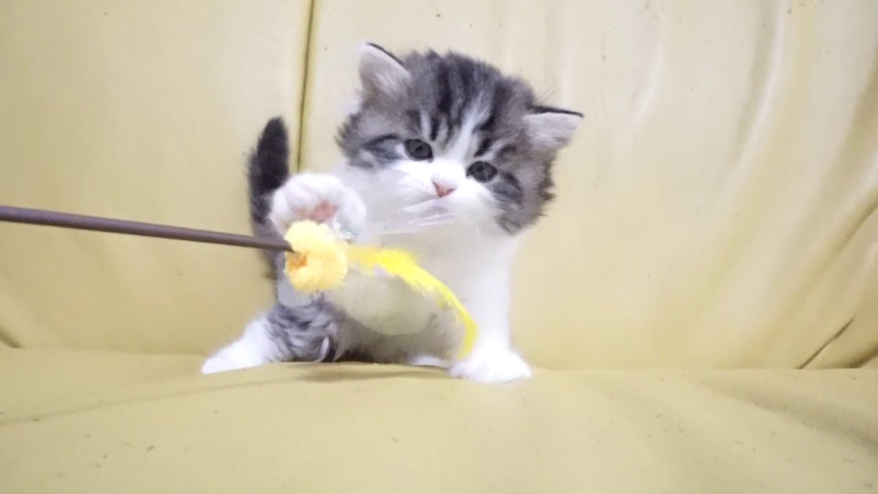 セルカークレックス子猫　2020.2.13産まれ　ブラウンタビー&ホワイト　男の子　シーダキャット猫のお店