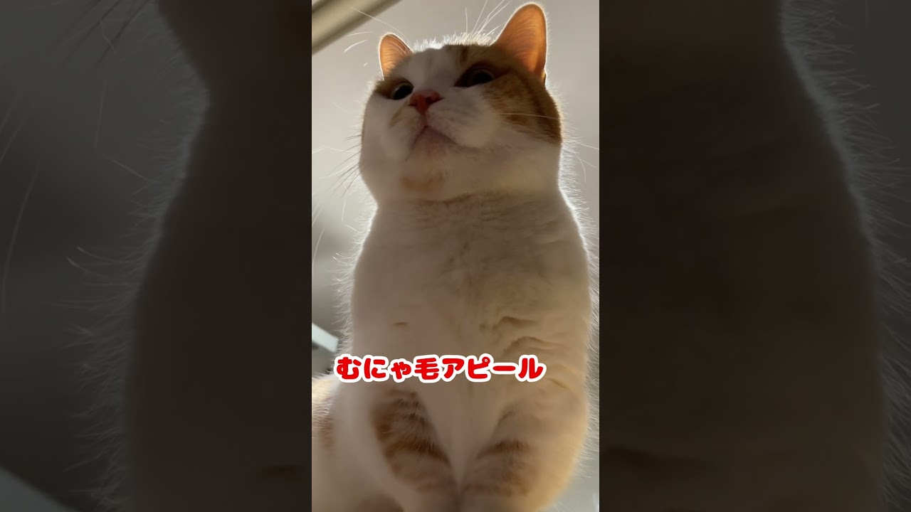 ねこを見上げてみたら【短足マンチカン】#654