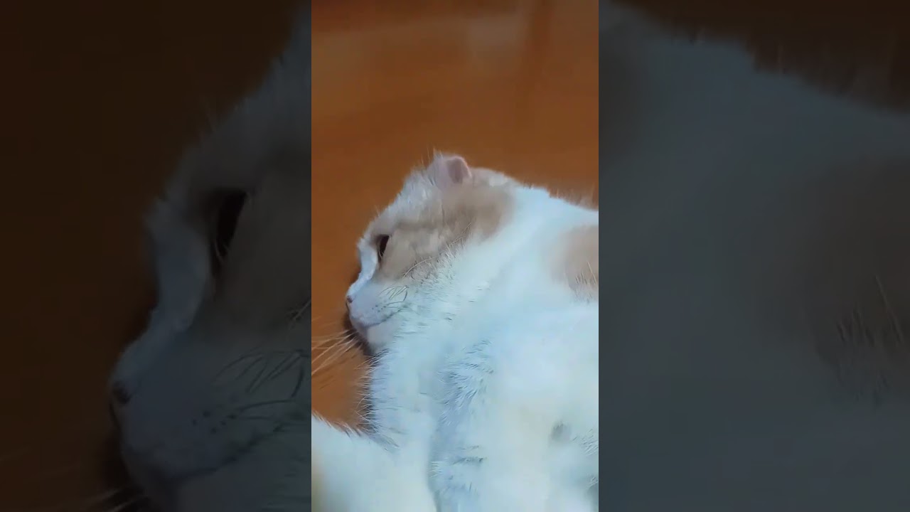イケメン猫がかわいいアピールしてきた #スコティッシュフォールド #shorts