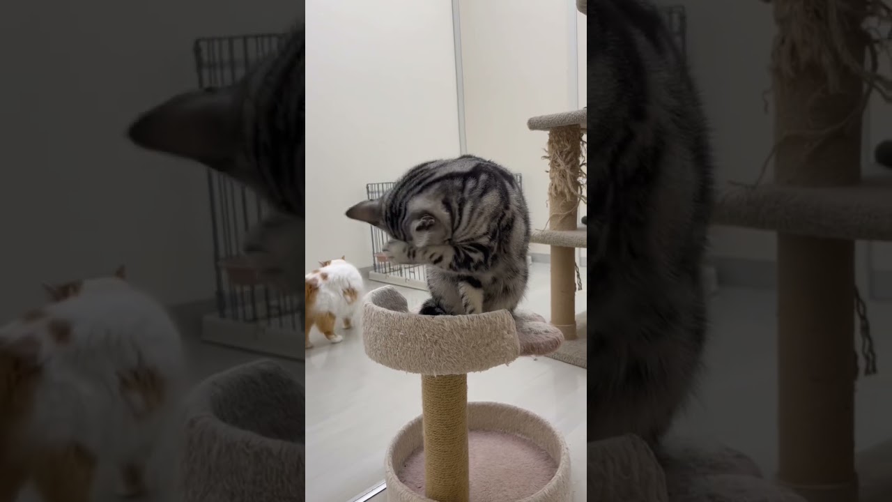 お手入れ大切#アメリカンショートヘア #猫 #猫好きさんと繋がりたい #ねこ動画 #猫に癒されたい #ねこ #お手入れ #猫のいる暮らし #猫好き #ペットモデル大募集 #shorts