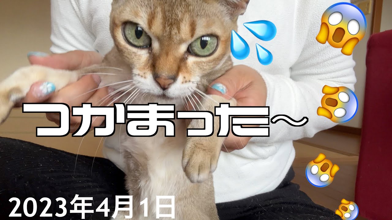 予告どおり爪切りされた❗️シンガプーラ「もも」：2023.04.01  #シンガプーラ #爪切り #猫