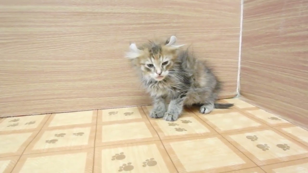 Coo&RIKU　No00627019 アメリカンカール