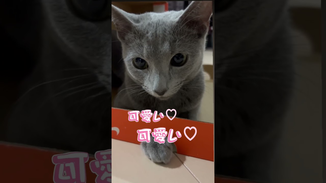 私の推しが世界一　#Shorts #ロシアンブルー　#ねこ　#ねこ動画　#cat #猫　#Russianblue